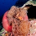 anemonefish_pink_mid_v_0705_png1233.jpg